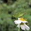 katydid or bush cricket