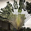 Traveller's Palm