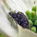 Metallic wood boring beetles