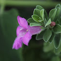 Texas Sage