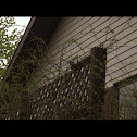 House sparow