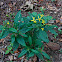 Senecio ovatus