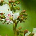 Horse-chestnut