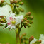 Horse-chestnut
