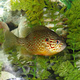 Fishes of Long Island and New York