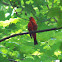 Summer Tanager  Piranga rubra