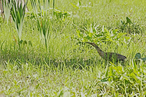 Spotting Image 1