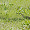 American Bittern