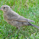 Brown-headed Cowbird (immature)