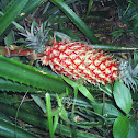 Ananas comosus