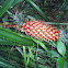 Ananas comosus