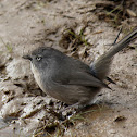 Wrentit