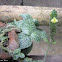 Silver Nerve Plant