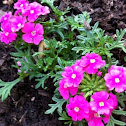 Verbena