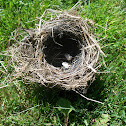 House sparrow (nest & eggs)