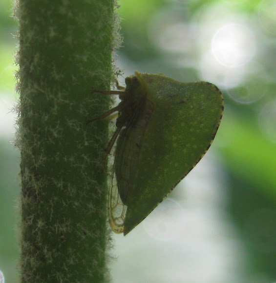 Spotting Image 1
