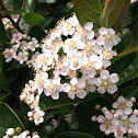 Chokeberry