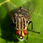 Fly