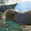 Walrus