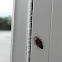 roach