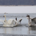 Trumpeter Swan
