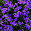 Aubretia