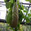 Dutchman's Pipe