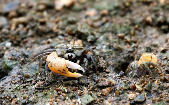 Spotting Image 1