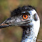 Emu