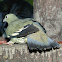 Pink-necked Green Pigeon