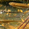 Mosquito fish