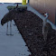 sandhill crane