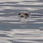 Harbor Seal