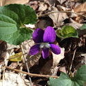 common blue violet