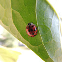 Multi-colored Asian Lady Beetle