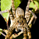 Nursery web or water spider?