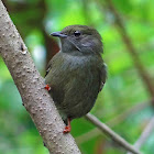 White-bearded Manakin