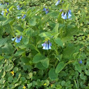 Virginia Bluebell