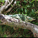 Jackson's Chameleon