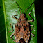 Shield bug