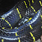 Mangrove snake
