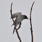 Black-faced Cuckoo-Shrike