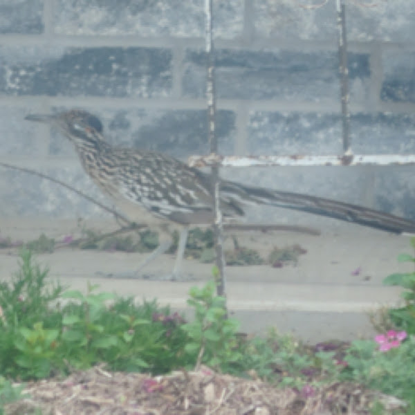 Road Runner Project Noah