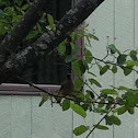 Bohemian waxwing