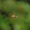 Wool Carder Bee, Male 
