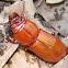 Horned passalus