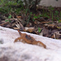 Striped Bark Scorpion
