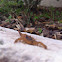 Striped Bark Scorpion