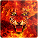 Ferocious tiger wallpaper mobile app icon
