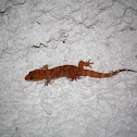 Mediterranean house gecko - Gekon turecký